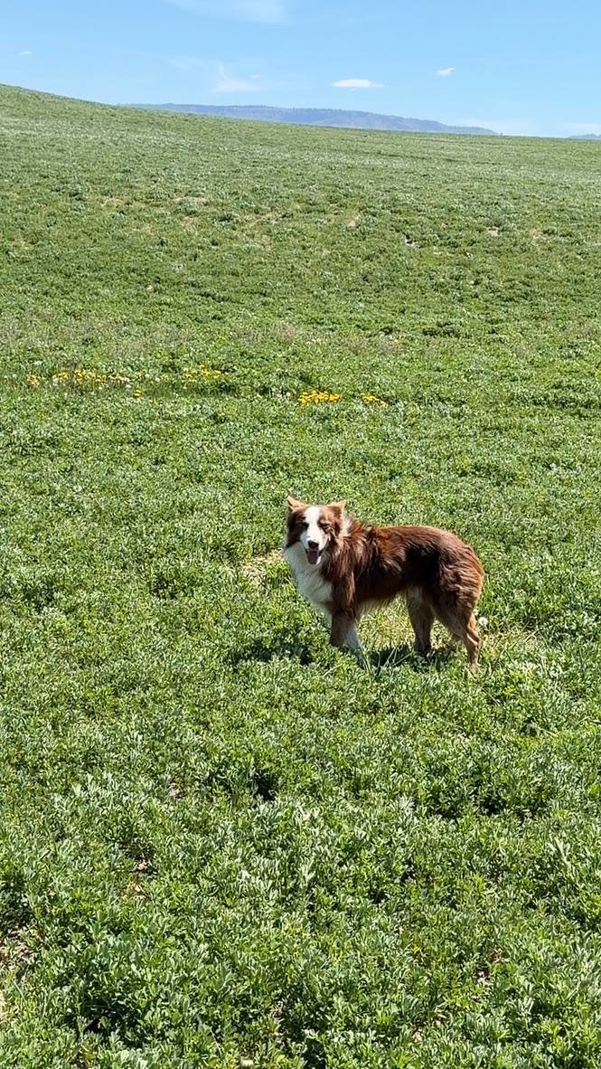 Yogi standing in a wide green field under an open sky.